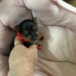 Una - Black and gold female Yorkshire Terrier puppy in Phoenix, Arizona from Coursey’s Yorkies
