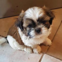 Rosie - Gold and white female Shih Tzu puppy in Azusa, California from RJ Shih Tzu lover