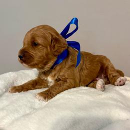 Benny The Jet Rodriguez - Apricot male Goldendoodle puppy in Dayton, Tennessee from MK Goldendoodles
