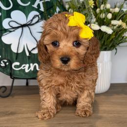 Nancy - Yellow - Red female Cavapoo puppy in South Jordan, Utah from Simply Sweet Paws. LLC