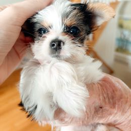 Skittles - Black tan and white male Biewer Terrier puppy in Branford, Connecticut from CT Fuzzy Bugs - Biewer Terriers