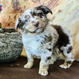 Haven - Red merle female Australian Shepherd puppy in West Union, Iowa from Boundless Hearts Australian Shepherds LLC