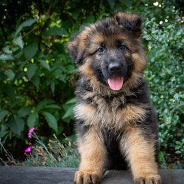 German Shepherd Puppies from Starry Night German Shepherd Dogs