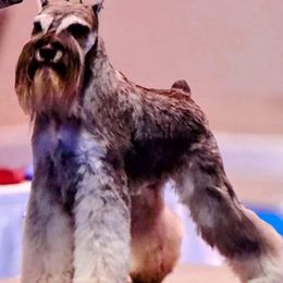 Miniature Schnauzers from Leslie's Miniature Schnauzers