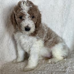 Goldendoodle Puppies from AZ/CO Designer Goldendoodles