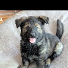 German Shepherd and Siberian Husky Puppies from Sstar