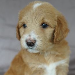 Aussiedoodle Puppies from Vesbach Doodle Valley Farm