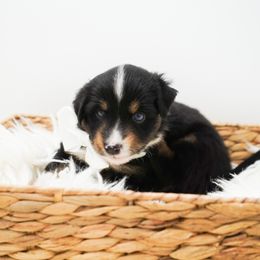 Golden Retriever, Miniature American Shepherd, and Siberian Husky Puppies from HuskiesAndGoldensWithFinesse