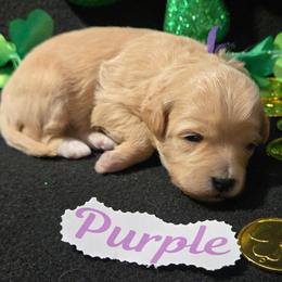 Miracle - Apricot female Maltipoo puppy in Sahuarita, Arizona from Cowgirl's Legacy Maltipoos