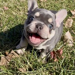 Tater Tot - Tricolors male French Bulldog puppy in Pleasant Hill, Missouri from Royal Diamond Frenchies-Blue French Bulldogs