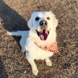Shelby - Golden Retriever