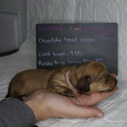 Gumdrop (light pink collar) - Red female Dachshund puppy in Prospect, Oregon from Spunky Sausage Pups
