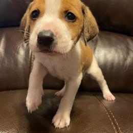 Boy 2 - White and cream American Foxhound puppy in Waxhaw, North Carolina from Setting Sun Kennel