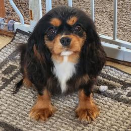 Betty - Cavalier King Charles Spaniel