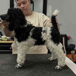 Aphrodite - Parti female Poodle puppy in Petersburg, Virginia from Epic Quest Standard Poodles