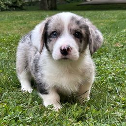 Nashville - Red merle and white male Cardigan Welsh Corgi puppy in Clio, Michigan from Old Oak Cardigans