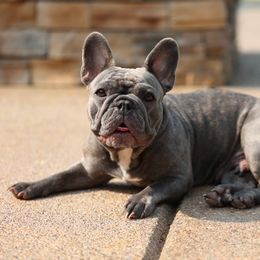 French Bulldog All Grown Up from Cyrek's Bark