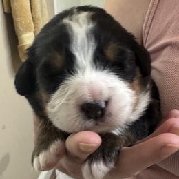 Boy 2 - male Bernese Mountain Dog puppy in Waco, Texas from Van Amburgh Family Farm - Bernese Mountain Dogs