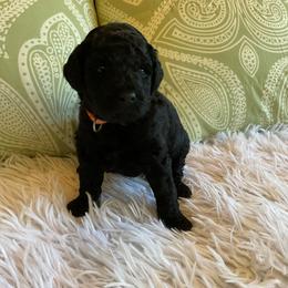 Jolene - Black female Goldendoodle puppy in Fairmont, West Virginia from Mountainside Doodles, LLC