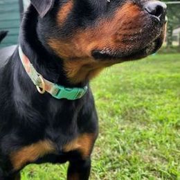 Rottweilers from Morton Von Hause Rottweilers