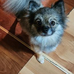 TIMBER - Pomeranian
