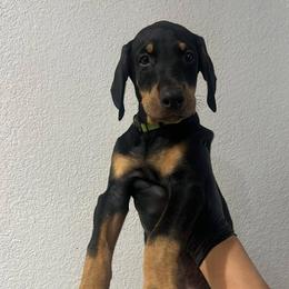 Dachshund and Doberman Pinscher Puppies from Texas Mini Dachshunds & Dobermans