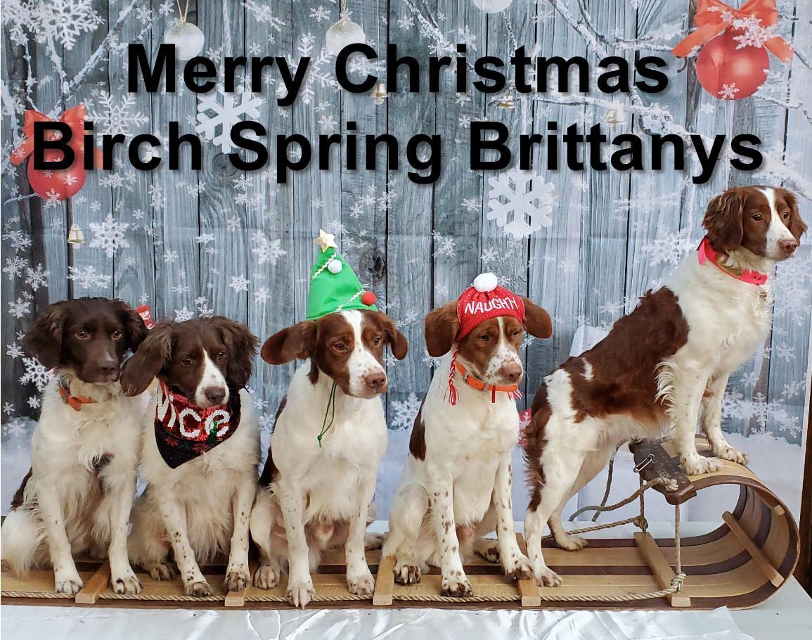 Birch Spring Brittanys in New Hampshire Brittany puppies Good Dog