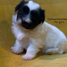 Girl 3 - Black and white female Havanese puppy in Lovingston, Virginia from Tye River Havanese