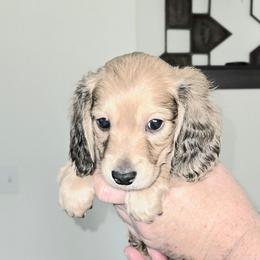 Boy 2 Charlie - Red male Dachshund puppy in Stanwood, Washington from The Love of Dachshunds