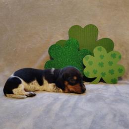 Puppy 3 - Black and tan female Dachshund puppy in Riverside, California from Saddle Up Dachshunds