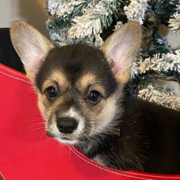 Celina - Pembroke Welsh Corgi puppy from Colebrooke Farm
