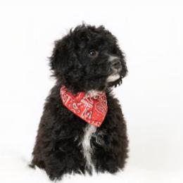 Anasazi - Black and white male Cavapoo puppy in Las Cruces, New Mexico from Moongate Cavaliers