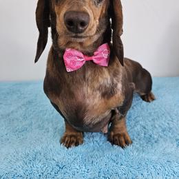 Ivee - Dachshund