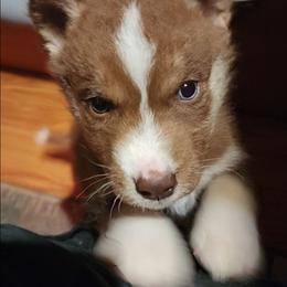 Zuri - Brown and white female Siberian Husky puppy in Madison, Georgia from Thornbury Kennel