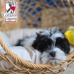 Jinu - Parti male Yorkshire Terrier puppy in California from Corazon de gigante