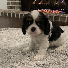 Cavalier King Charles Spaniel Puppies from Ridgefield Cavaliers