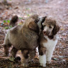 Poodle Puppies from Mystic Moon Poodles