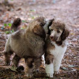 Poodle Puppies from Mystic Moon Poodles