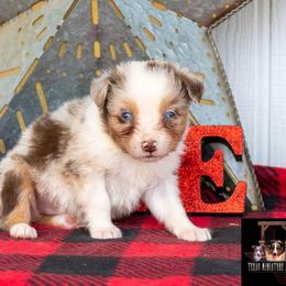 Summit - Red merle male Australian Shepherd puppy in Granbury, Texas from Texas Miniature Aussies
