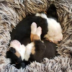 Greater Swiss Mountain Dogs from Wildest Dream Swissies