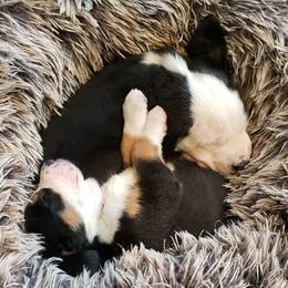 Greater Swiss Mountain Dogs from Wildest Dream Swissies