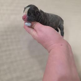 Blue Male - Blue male Boston Terrier puppy in La Belle, Florida from HC Boston Terriers