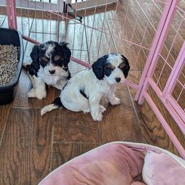 Cavapoo Puppies from WW Cavapoos