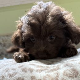 Maltese and Maltipoo Puppies from BeachRidge Pups