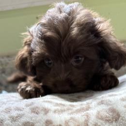 Maltese and Maltipoo Puppies from BeachRidge Pups