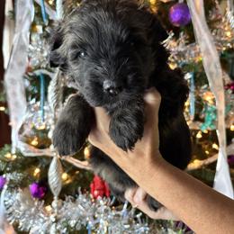 Frost (Gray) - Brindle male Bouvier des Flandres puppy in Ashtabula, Ohio from Beulah Bouviers and Havanese