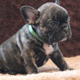 D.T - French Bulldog
