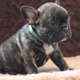 D.T - French Bulldog