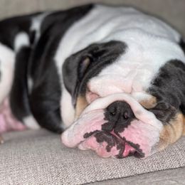 Bulldogs from FlawlessValleyBulldogs