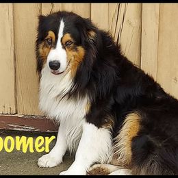 Boomer - Australian Shepherd